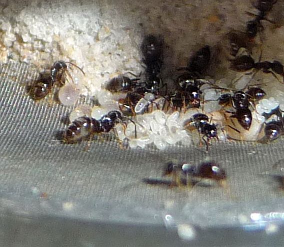 0105-Lasius-larvae.jpg