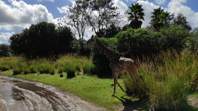 El secreto mejor guardado. Walt Disney World - Orlando octubre 2019 - Blogs de USA - Animal Kingdom y cumple de Carlos (14)