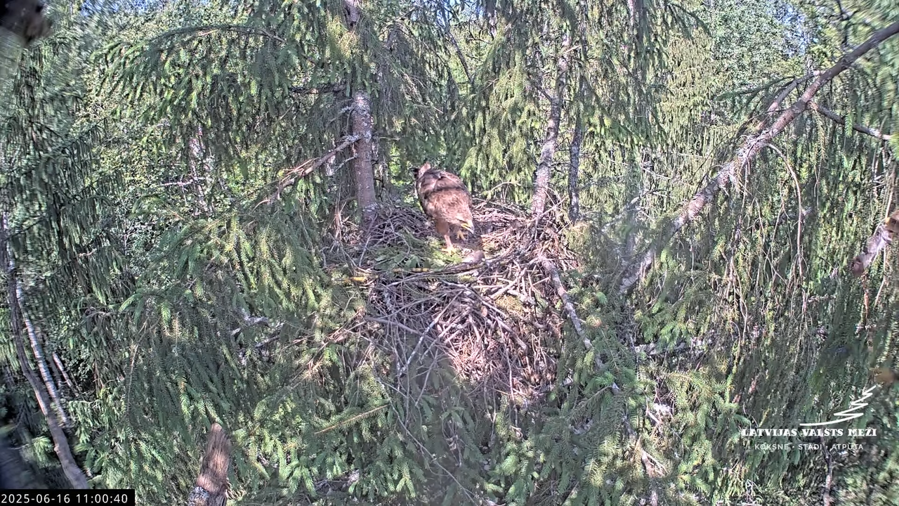 LVM mazais ērglis Lisiņa, egle2 – Lesser Spotted Eagle 2-42-55 screenshot