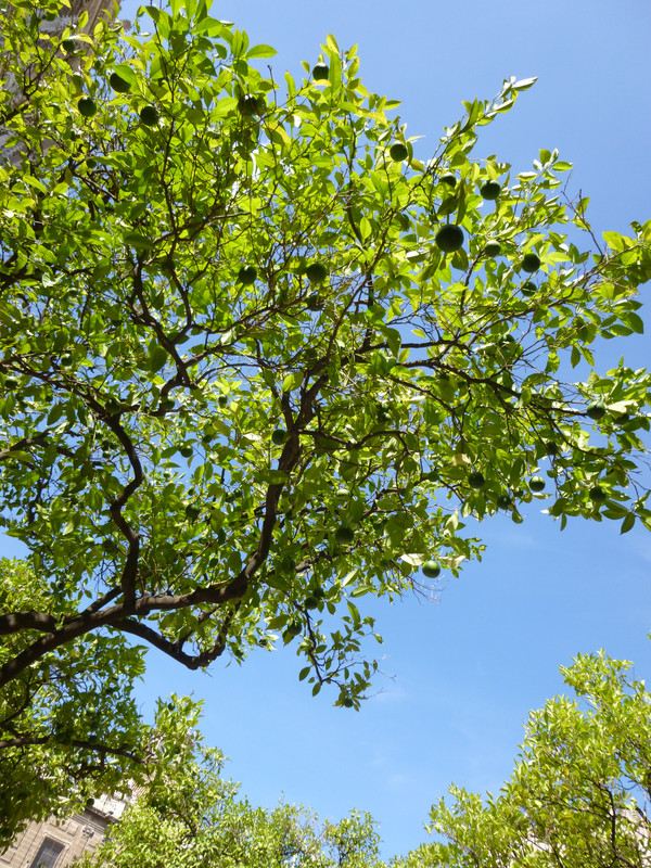 Photo looking up at an angle at a Seville orange tree.  The oranges are green.