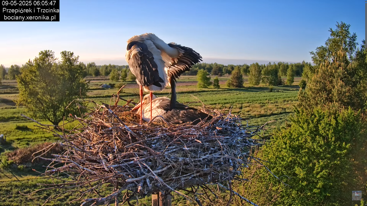 09052025bociany11