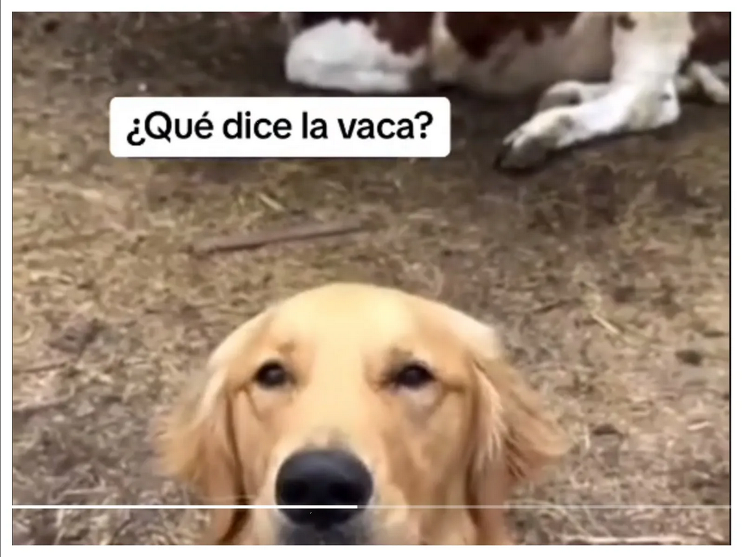 Un perrito con talento inusual: Muge como una vaca y conquista TikTok