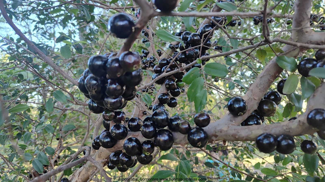 Huertasurbanas_com-4.jpeg-20231009_194244Jaboticaba_Corrientes