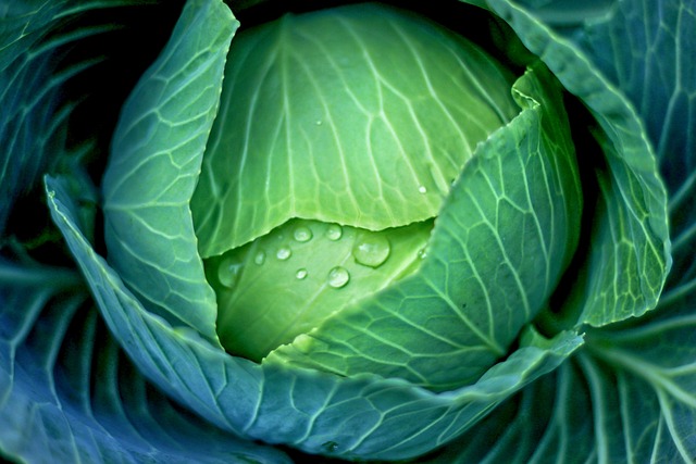 Cabbage