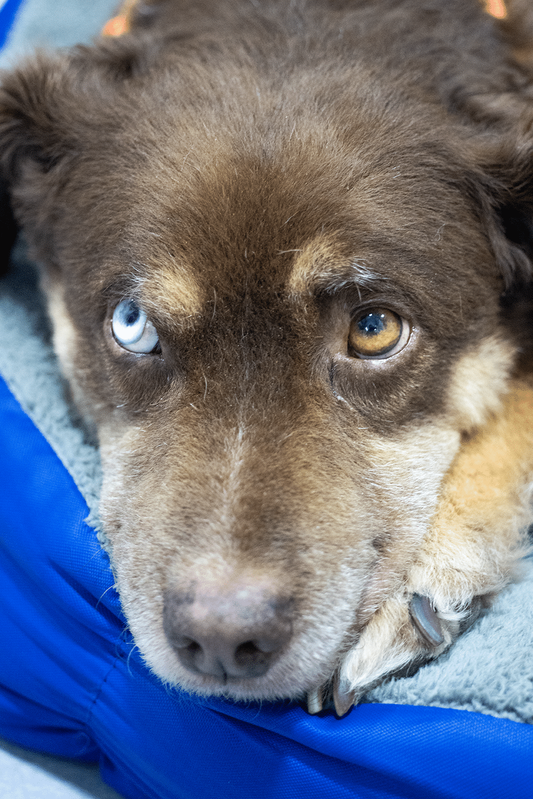 Foto de Adrian Sanchez