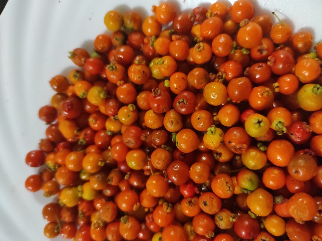 WhatsApp Image 2021-07-07 at 01.49.16 (1)