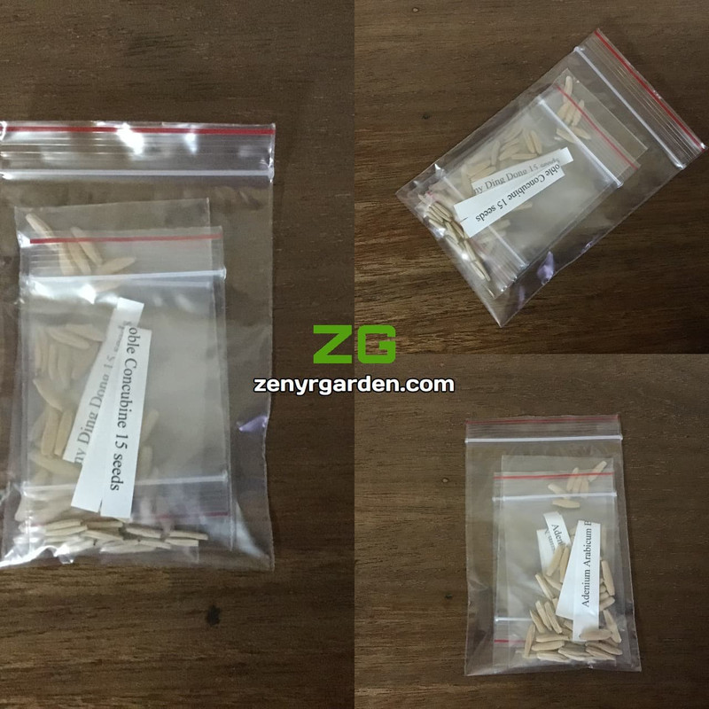 adenium-seeds-ziploc.jpg