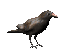 retro gif of a crow looking around