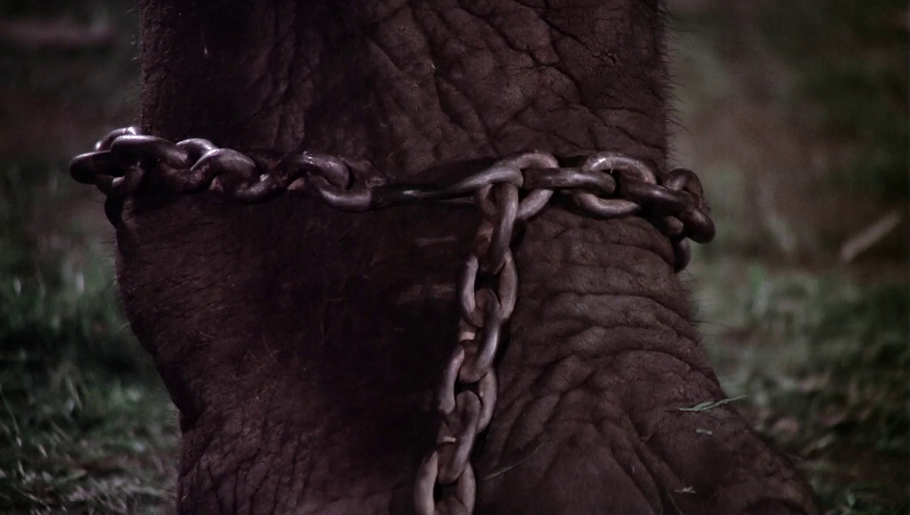 Haathi-Mere-Saathi-1971-Web-Rip-Hindi-1080p-8bit-x264-AVC-DD-2-0-ESub-mkv-0006