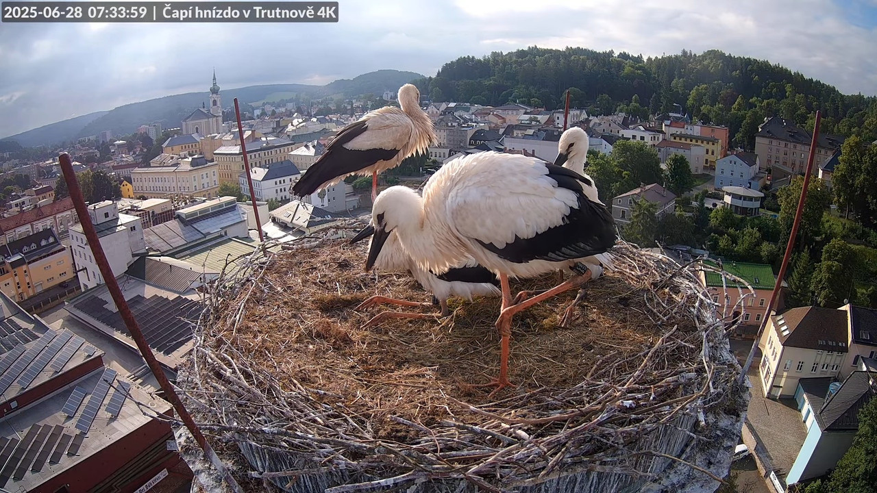 Živě z čapího hnízda na pivovarském komíně v Trutnově 11-27-4 screenshot