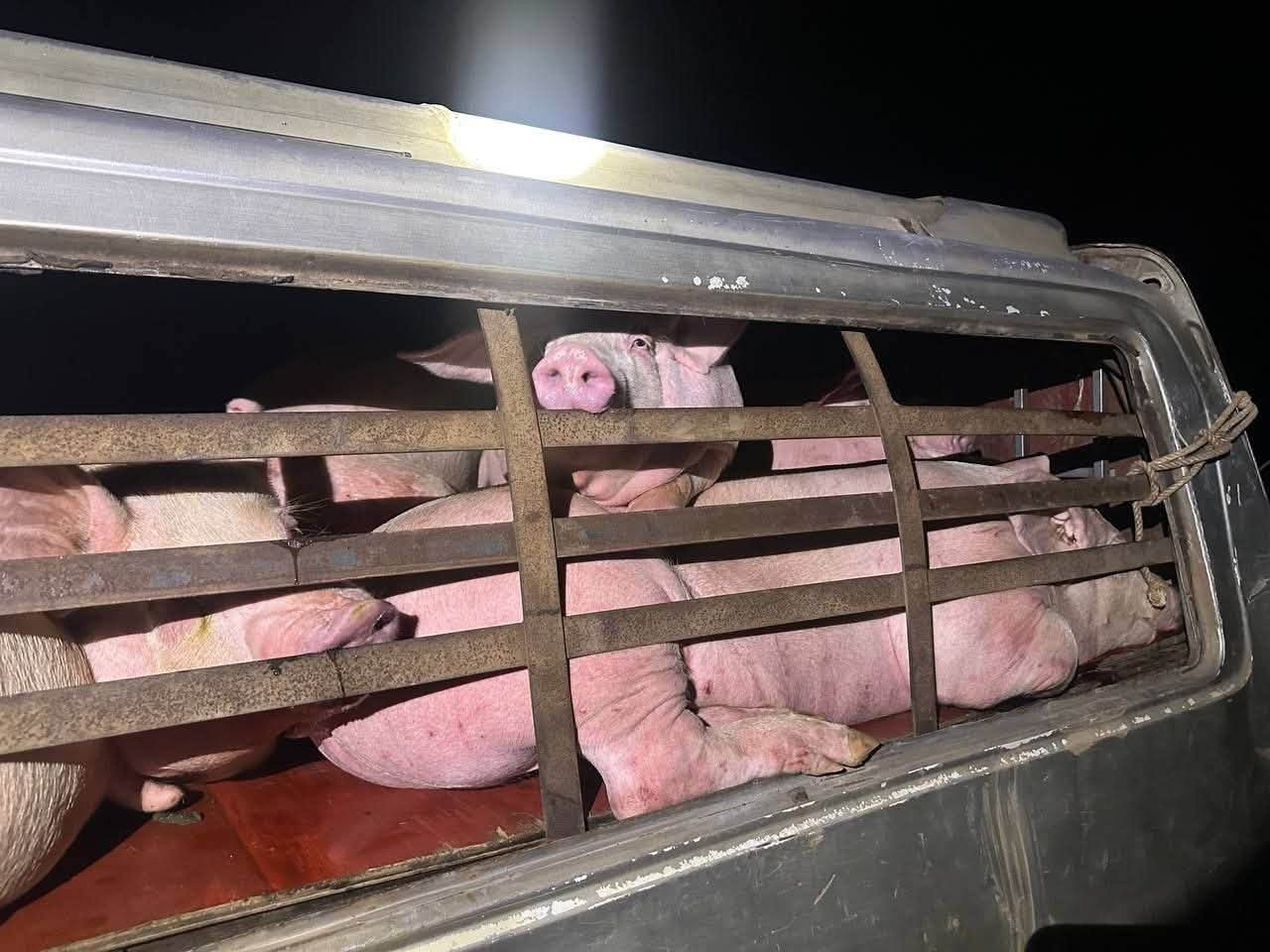 twenty four pigs seized vietnam smuggling cambodia news 2026 12234