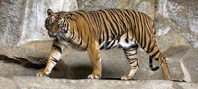https://i.postimg.cc/BZKBjTVv/szumatrai-tigris.jpg