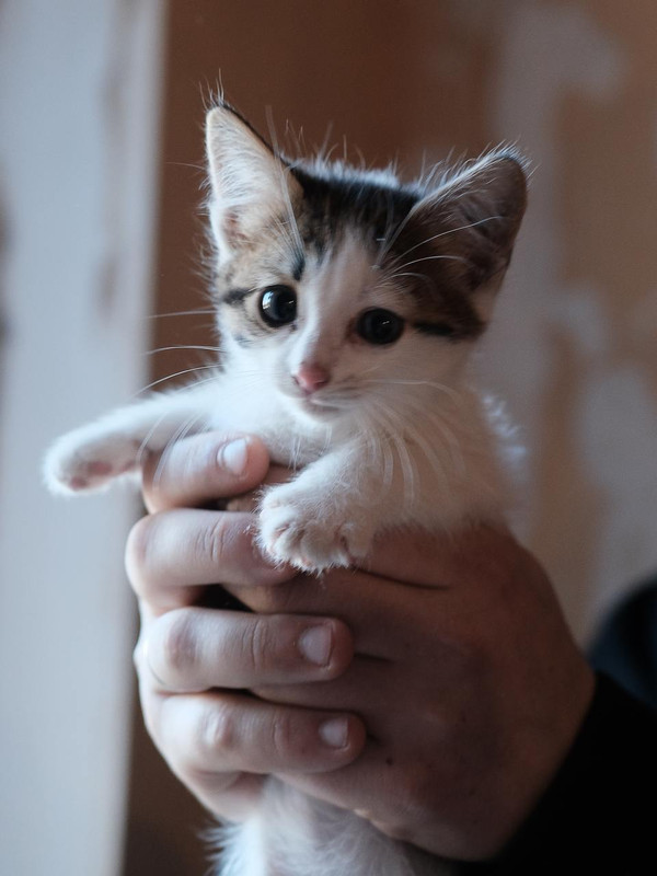 Изображение WhatsApp 2024-10-14 в 14.02.27_a43727e2