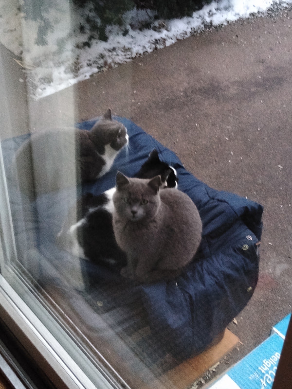 3cats-house