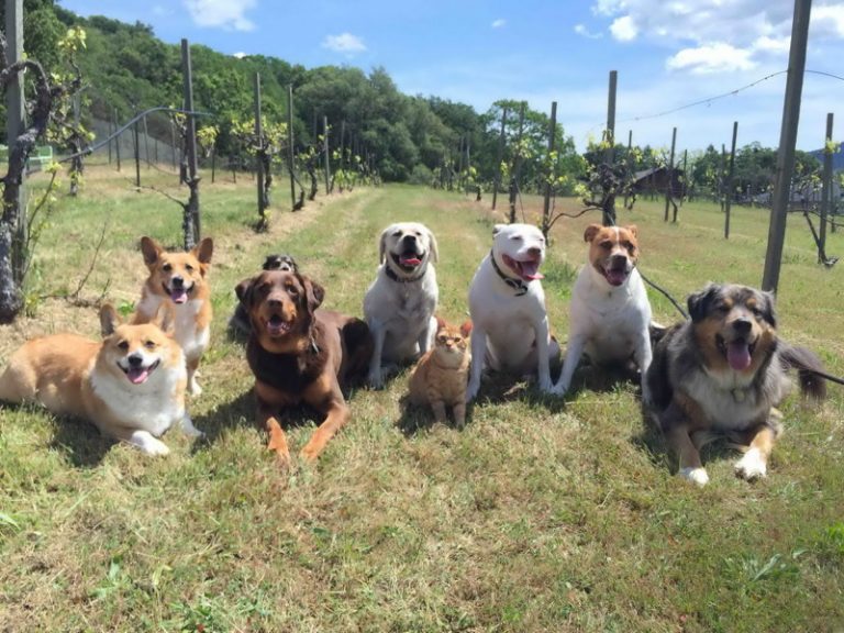 22 фото о том, как незаметно влиться в коллектив