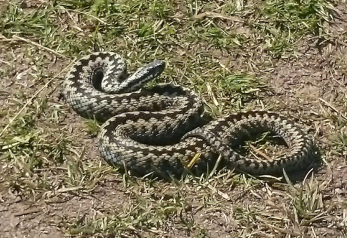Adder