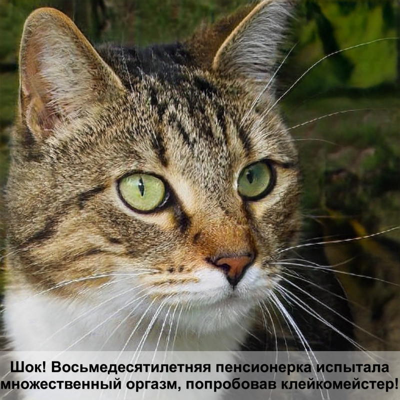 расческа для кота