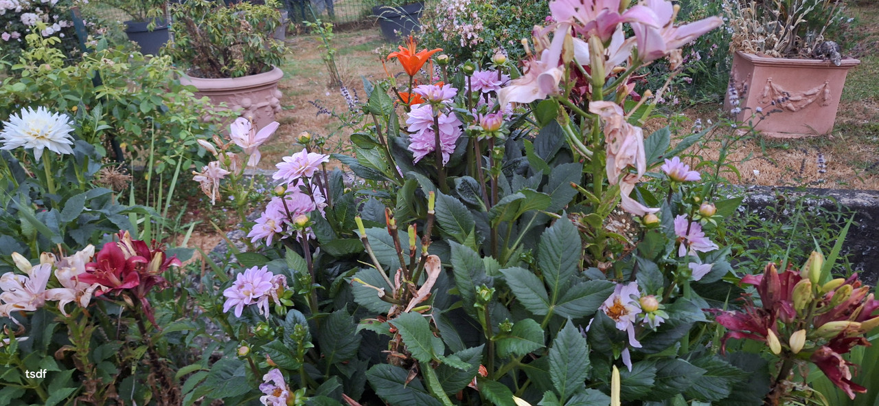 [Image: 20250625-220535.jpg]