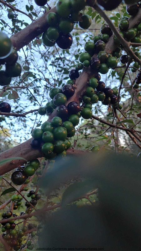 Huertasurbanas_com-7.jpeg-20231001_201759Jaboticaba-Corrientes