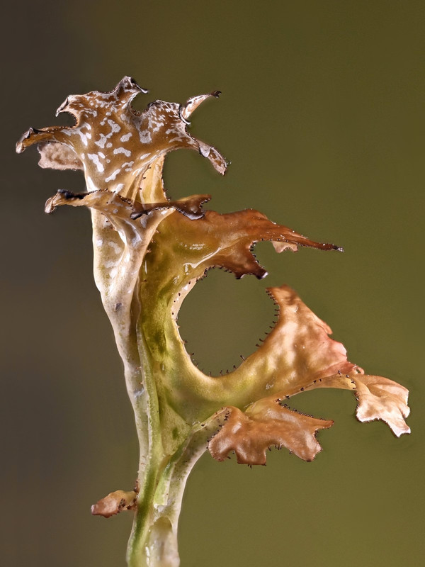Strauch 25 Isländisch Moos Certraria islandica Habitus feucht Zwergstrauchheide Giglachsee Stack 44