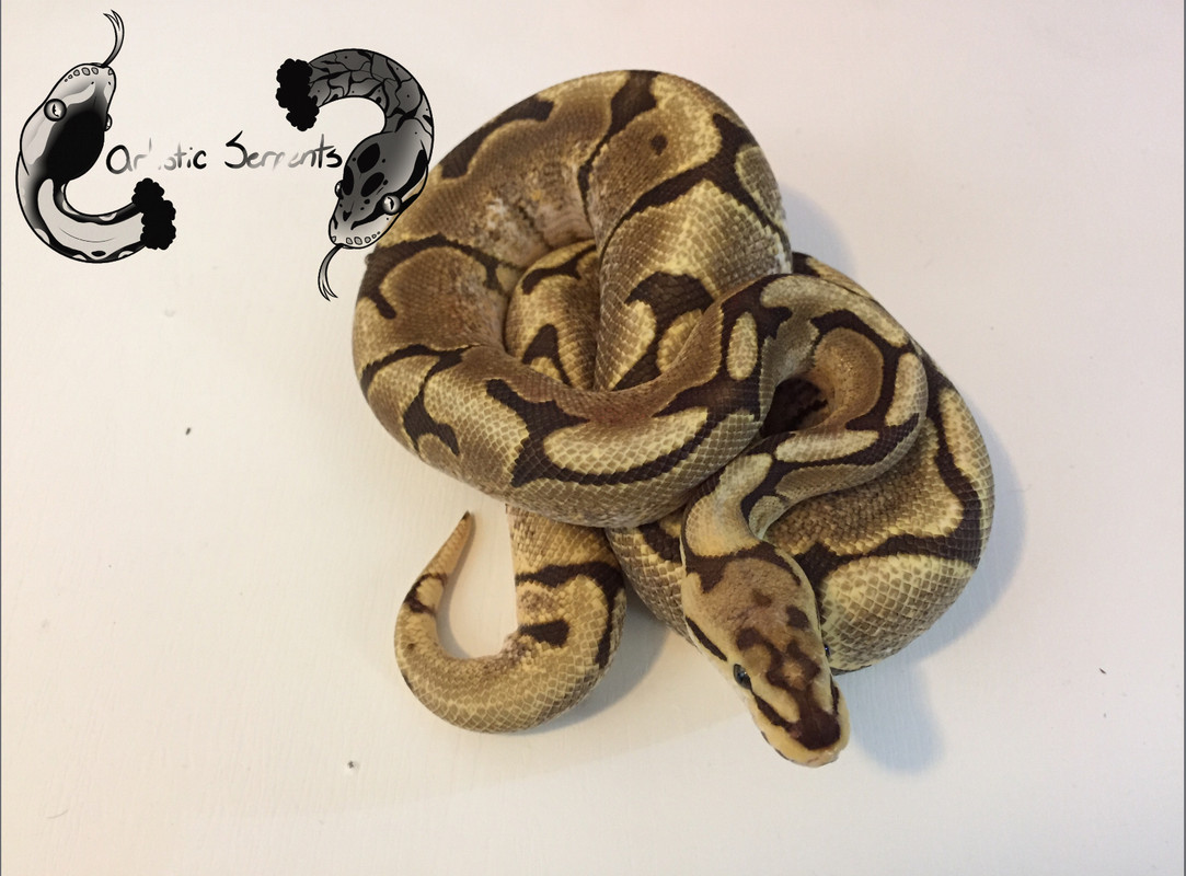 Apollo (M; 2020 Spider Fire)