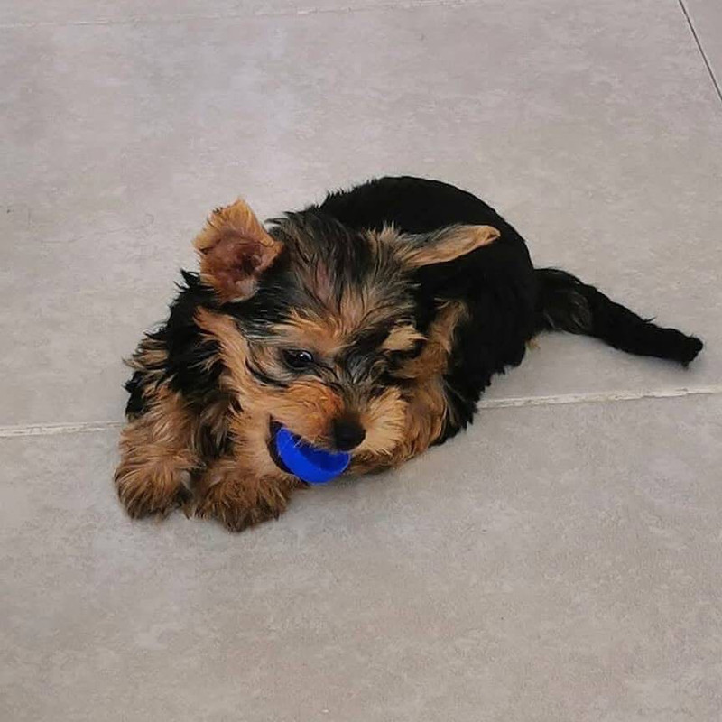 Parti Yorkie