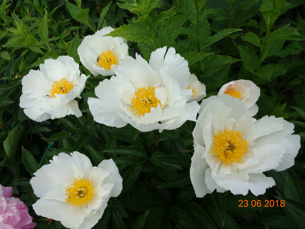 китаец белый