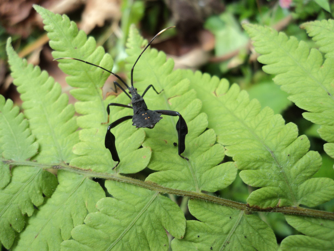 iNSECTO (6)