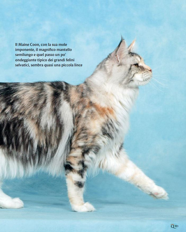 QuattroZampe Set 2023 (12)