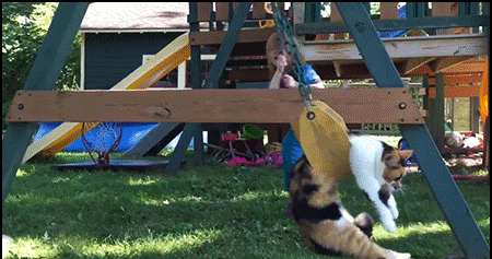 Amazing-Cat-GIF-Exhausted-cat-chilling-on-his-swing-in-a-funny-way-haha-ok-cats.gif