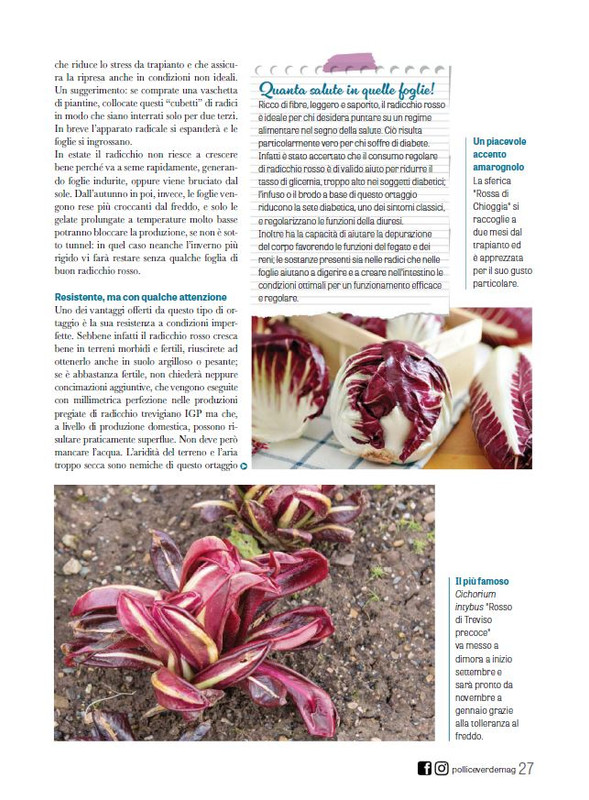 Pol Ver Set 2024 (6)