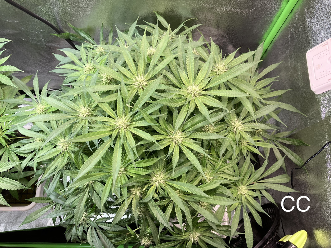 IMG_1645 (Mayo 27  2023)