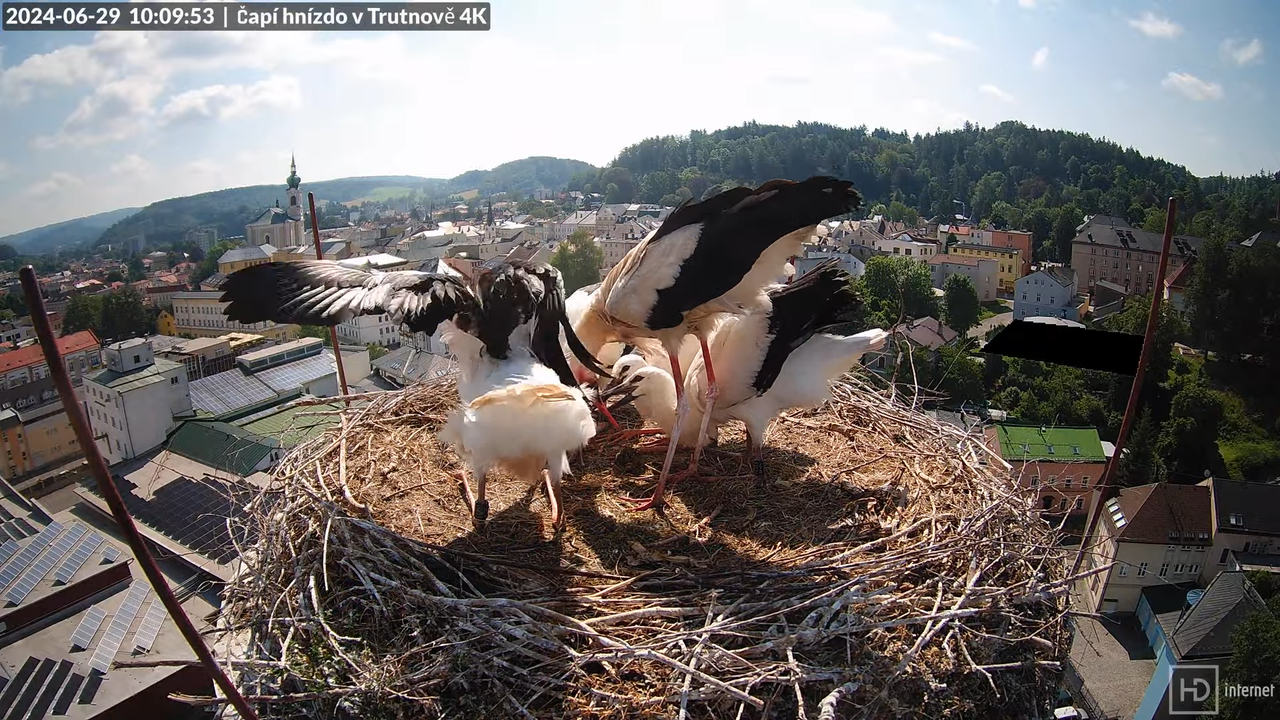Živě z čapího hnízda na pivovarském komíně v Trutnově 9-28-58 screenshot