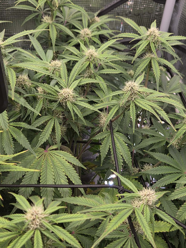 Messenger creation 9C385F0D 581E 4DAD 8C32 F5210FA98FE8