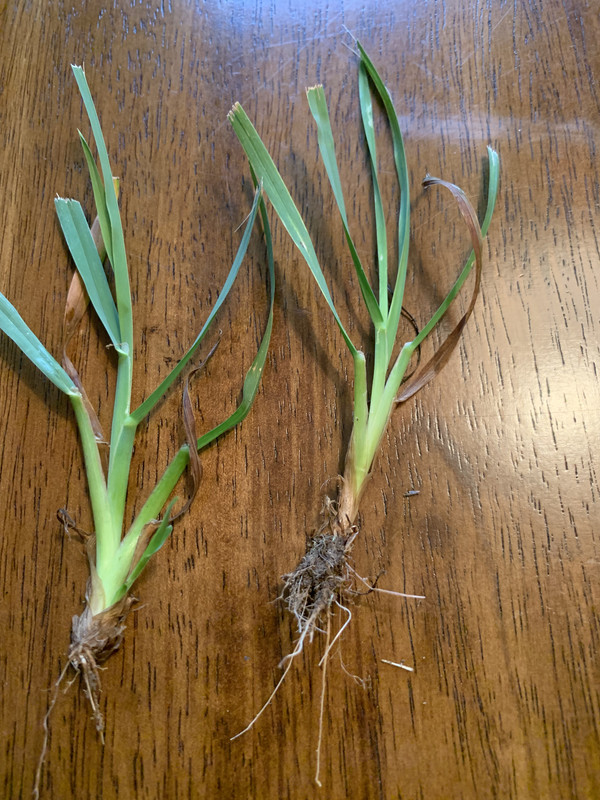 Help identifying pale green grass in TTTF Lawn Care Forum