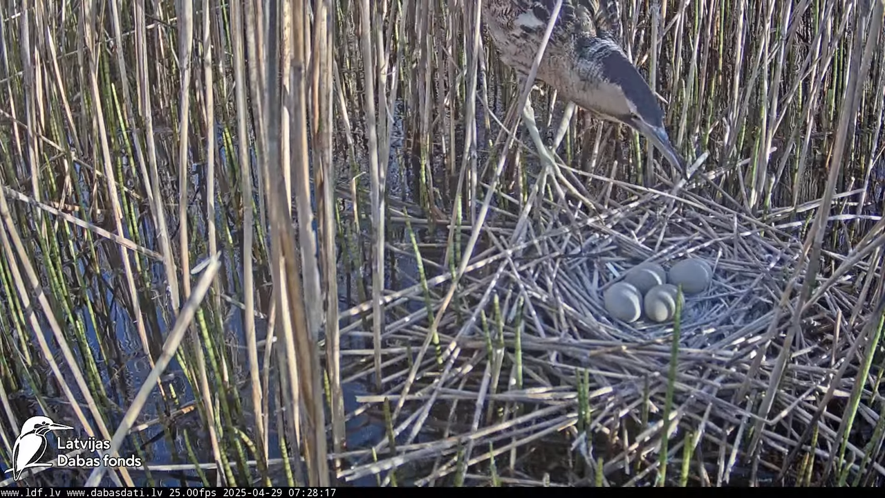 LDF Lielais dumpis (Botaurus stellaris) Zemītes pagastā 7-23-22 screenshot