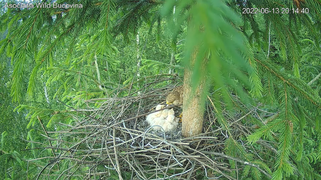 Vânturelul roșu _ Kestrel (Falco tinnunculus') nest _ new stream live 12-48-45 screenshot