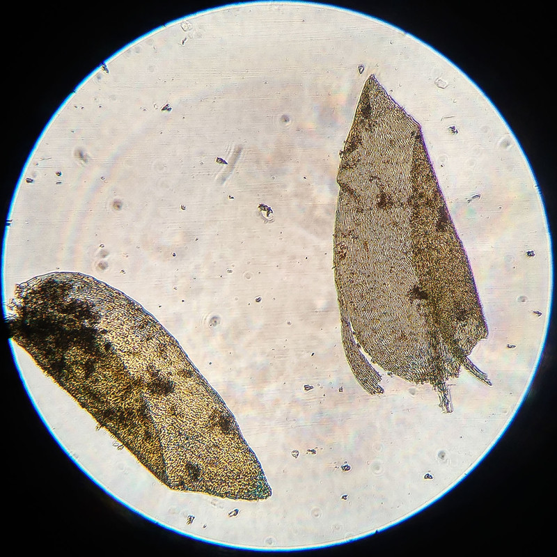 IMG 20250616 215804 HDR