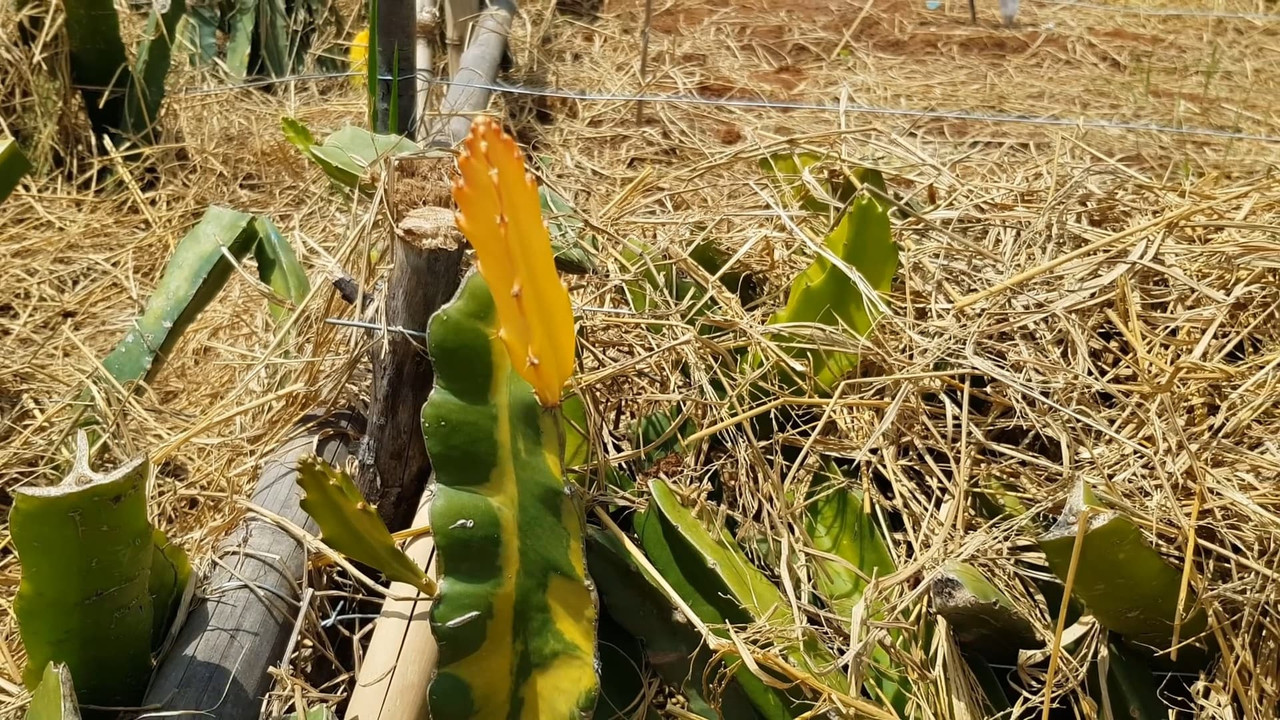 natural-yellow-dragon-fruit.jpg