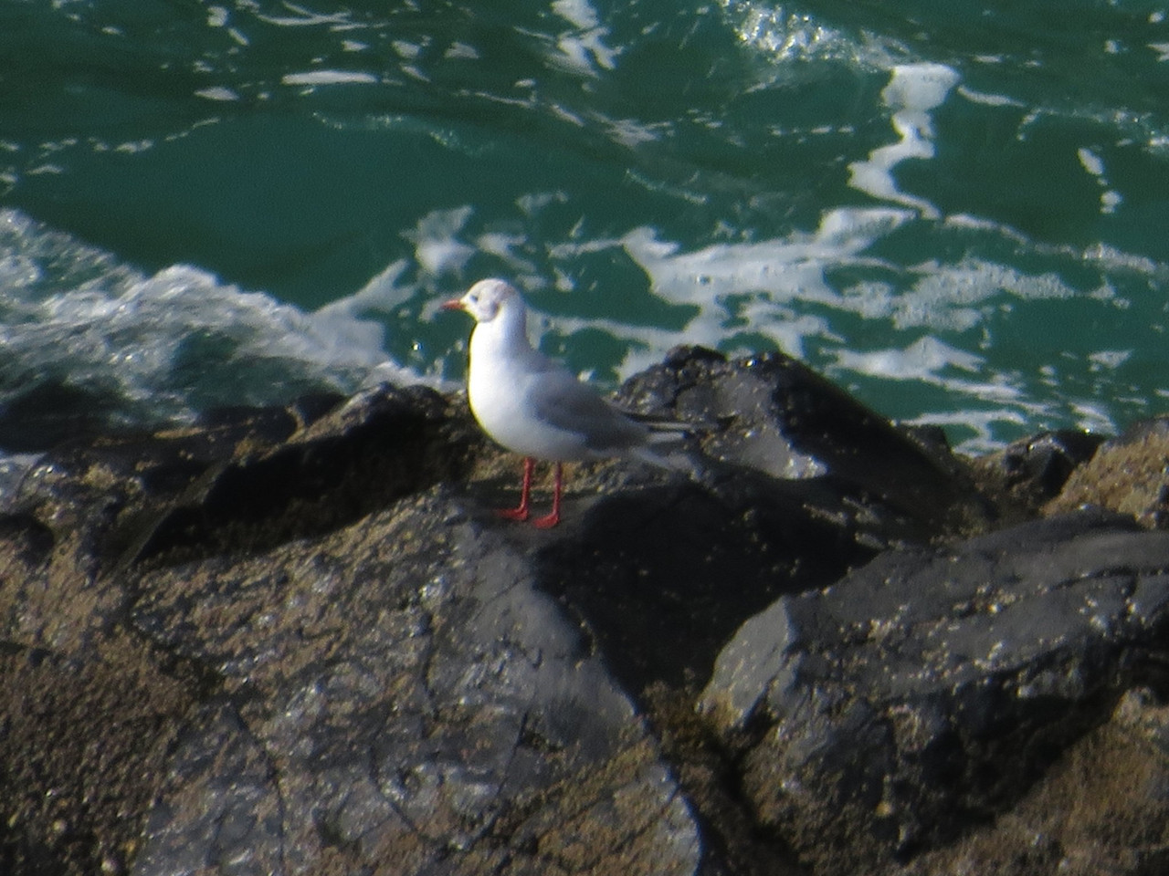 Black-headed gull
