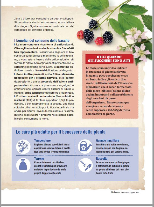 Cur Mang Ago 2021 (8)