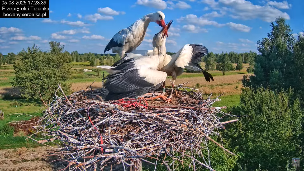 05082025bociany25
