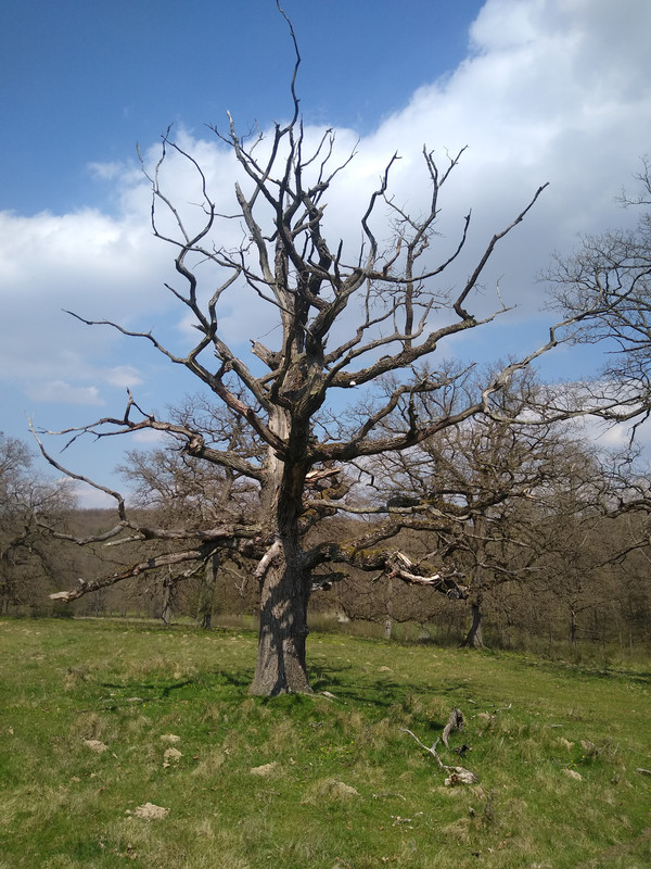 IMG_20210425_142752485