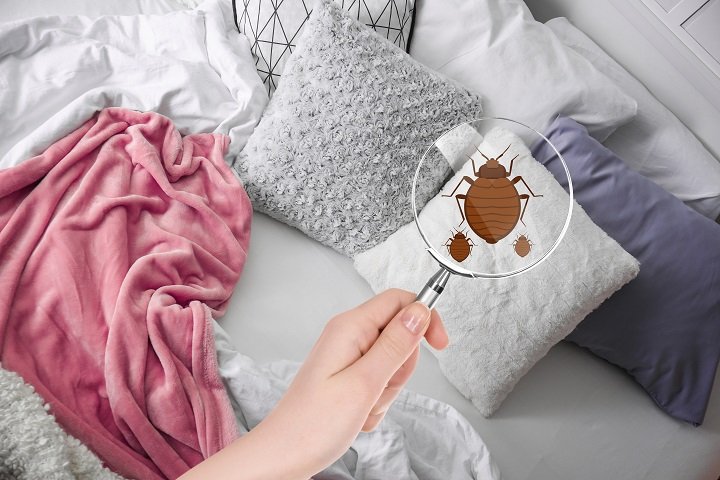 Kissimmee Bed Bug Treatment