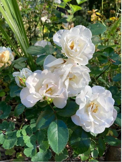 [Image: WhiteRoses.jpg]