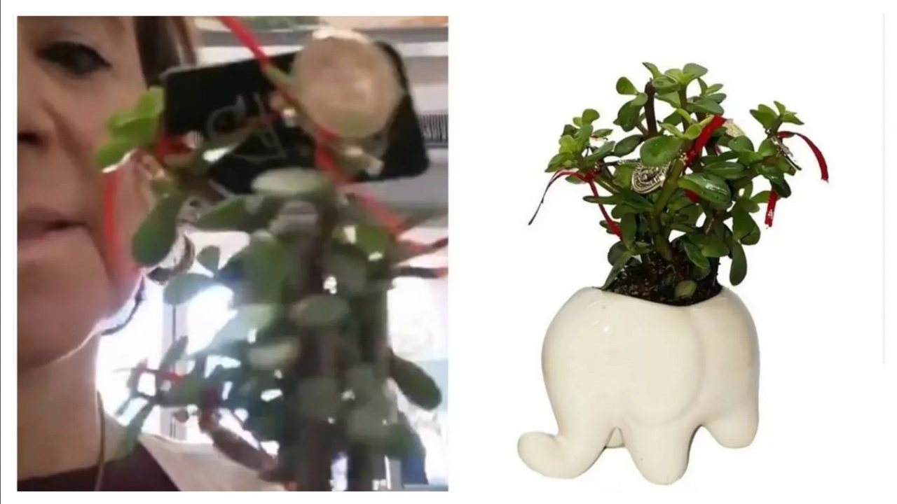 Viral: Por vender artículos paganos para Año Nuevo, mujer critica a Walmart