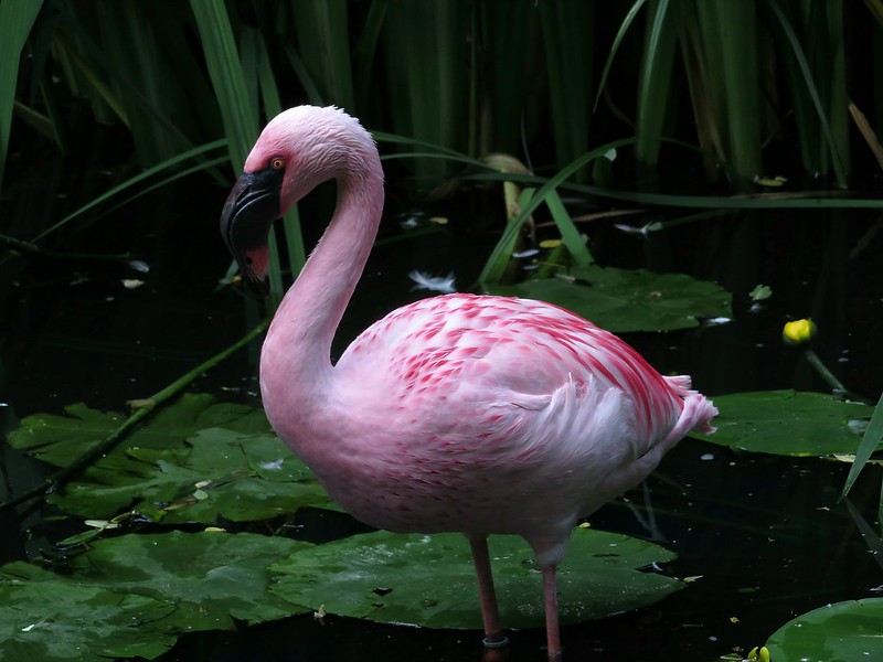 pink-flamingo.jpg