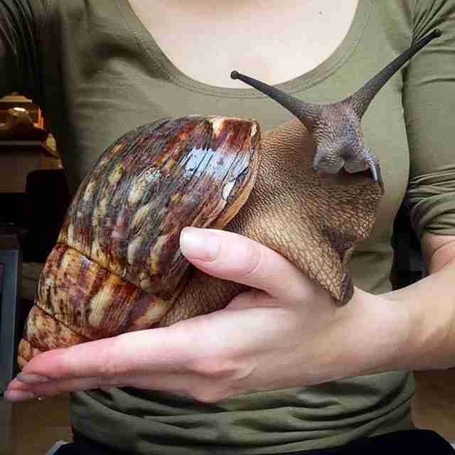 [Image: Snail.jpg]