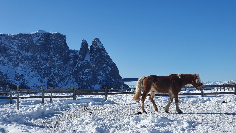 DOLOMITAS: NIEVE Y MERCADOS NAVIDEÑOS EN NOCHEVIEJA - Blogs de Italia - ALPE DI SIUSI- MERANO: TERMAS Y MANZANAS (5)