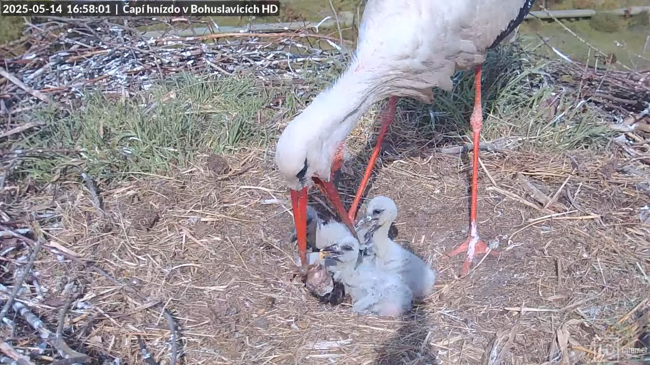 Tiešraide no stārķu skursteņa Bohuslavicē netālu no Trutnovas HD kvalitātē 16-48-5 screenshot